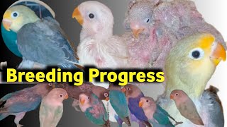 Love Bird Breeding Progress | White Bull | Fischers | Parblue Chicks Hatch