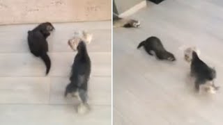 Brave Yorkie tries to fight the fearless Ferret