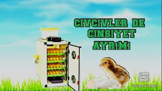 Civcivlerde Cinsiyet Ayrımı Nasıl Olur? #civcivlerdecinsiyetayrımı #konyacivcivüretim