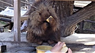 【東山動物園】カナダヤマアラシのムック、トウモロコシの芯までしゃぶる