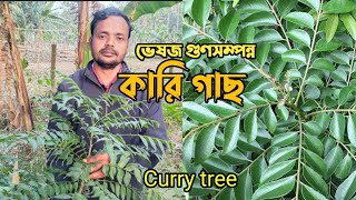 ভেষজ গুণে মহারাজ কারিপাতা গাছ || Curry tree || Curry plant