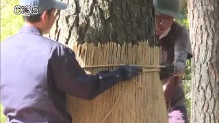 深まる秋　木々が色づき始め…二十四節気「霜降」　津山市の衆楽園で「マツのこも巻き」【岡山】 (23/10/24 18:00)