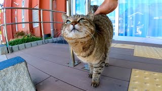 市民センターの前にいた猫が何か話し掛けてきたのでナデナデしてきた