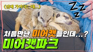 친화력이 남다른 미어캣을 만나보자 대학로 핫한 이색 동물 카페 미어캣파크