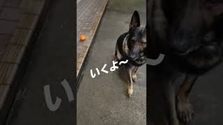 シェパード犬　トリッキーな変型球を瞬殺#ボール遊び#屋根#キャッチャー