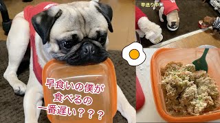 手作りご飯はみんな大好き❣️パグ・チワックス・ペキビション🐶なぜか早食いパグが食べるの遅くなる❓[PUG and MIX]