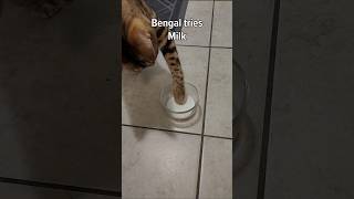 Felix the Bengal Cat Tries MILK