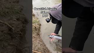 BEAUTIFUL ATLANTIC SALMON CATCH AND RELEASE POV 🤩👌👌 #atlanticsalmon