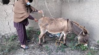 New Donkey Video man with donkey living Amazing funny HD 2020 Part 01 May 29, 2021(2)