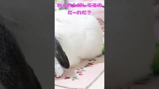 【ムーミンのかくれんぼ】🐰Moomin hide and seek＃うさぎ＃かわいい＃癒し＃遊び＃rabbit＃bunny＃animal