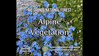 Forest Specialist Series: Alpine Vegetation