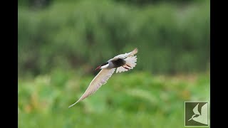 クロハラアジサシ/Whiskered Tern