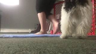 Gracie - Mat Training