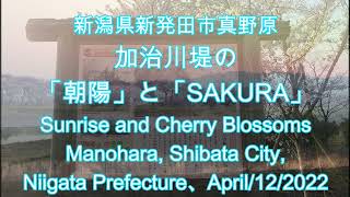 220412-加治川堤の「桜のドローン空撮」と「朝陽」