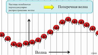 🌊 Продольные и поперечные волны ⚛ Физика