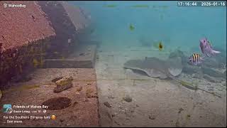 Sting Ray Sighting!