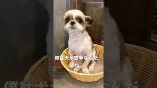 室内ドッグランにいるけど、犬が苦手でここから出られないうめきちくん。