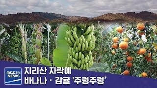 지리산 자락에 바나나·감귤 '주렁주렁’ [MBC경남 뉴스데스크] 191203