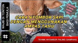 Ternak sapi : Cara nyombor dengan ampas tahu \