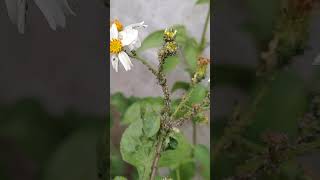 Thousands of Aphids are sucking on Spanish Needles (Bidens alba) 上千隻蚜蟲正在吸食大花咸豐草