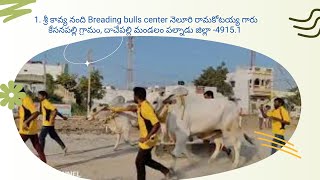 6జత దుర్గి 4 teeth శ్రీ కావ్య నంది Breeding  Bulls center నెలూరి రామకోటయ్య గారు(విజయ \u0026వీరా)