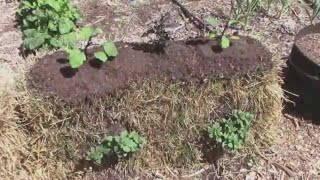 Straw Bale Gardening - Planting Eggplant, Pepper, Petunias.