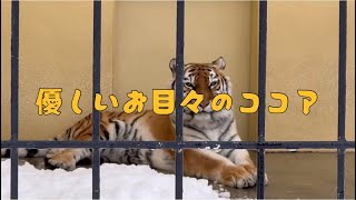 疲れたときには癒やされる♡ココアの瞳👀釧路市動物園のアムールトラ🐯