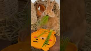 【うさぎモグモグ川柳】ひとくちで ほおばりすぎよ 草ごはん #うさぎ #rabbit #bunny