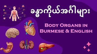 ခန္ဓာကိုယ်အင်္ဂါများ - Body Organs in Burmese \u0026 English