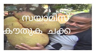 siamese triple jackfruit --സയാമീസ് ട്രിപ്പിൾ ചക്ക!! കൗതുക ചക്ക കാണൂ, ഒരു ഞ്ഞെടുപ്പിൽ തന്നെ !!