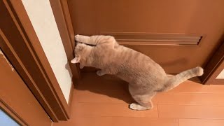 引き戸があると開けたくなる賢い猫