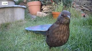 Blackbirds enjoying bird bath