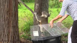 Friends of the Koala release Ferris 11 3 16