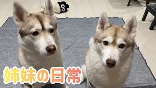 ハスキー犬姉妹　寧々と茶々　詰め合わせ動画