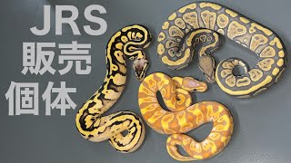 JRS販売予定個体紹介【Japan Reptiles Show】