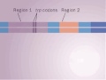 operon Trp