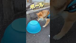 柴犬のお散歩は毎日が冒険です😊#shorts #柴犬