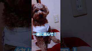 ままと一緒に遊びたいチョコちゃんです！#トイプードル #犬 #かわいい #犬動画 #いやされたい #shorts