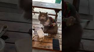 把小猫给奶奶养一定要做好心理准备！