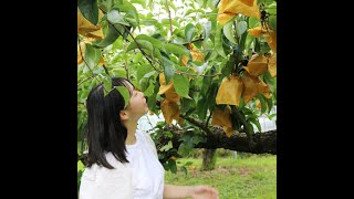 eat me!!! from ehime 愛媛県南予地方から...幸水梨・豊水梨・秋月梨