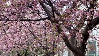 永谷川沿いの河津桜にヒヨドリが乱舞