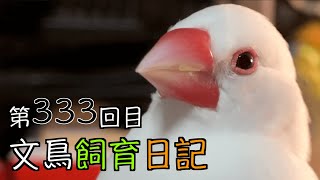 文鳥飼育日記第333回目, Java sparrow,Padda oryzivora,Lonchura oryzivora