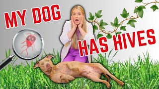 Over The Counter remedies for Dog HIVES and skin Bumps! | Easily explained!