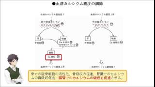 活性型ビタミンDは、 腸管でのカルシウム吸収率を上昇させる。 （○or×）