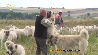 Çoban Köpeklerinin Sürüdeki Görevleri / Sadık Dostlar