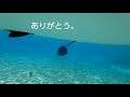 シンキングペンシルで連発！スイッチヒッター最高【タマン】【サップフィッシング】