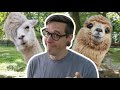 7 Things You NEED To Get Started with ALPACAS | Beginner Alpaca Owners