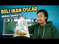 MURAH BANGET!!! Beli IKAN OSCAR dari Penghobi juga