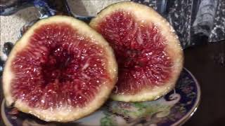 Ficus Carica. Figs. Grosse Rouge de Rochminier. Velvichio Neroforum. Ice Cristal. Инжир. Садоводство