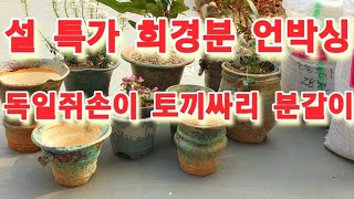 설특가 희경분 언박싱 독일쥐손이 토끼싸리 분갈이 잘 키우기